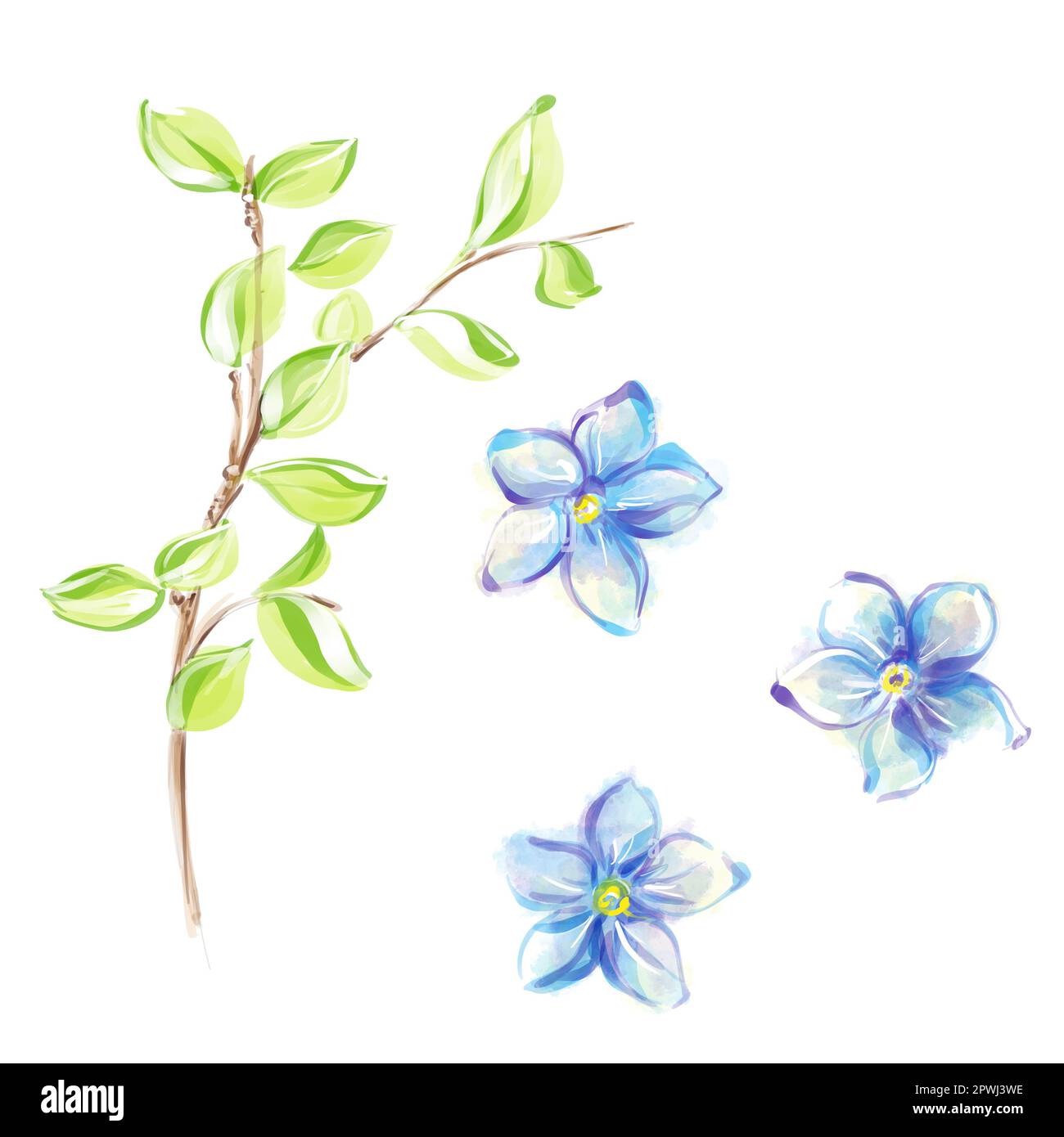 Spring blue flowers and leaves watercolor, forget me nots. Isolated clipart. Stock Photo