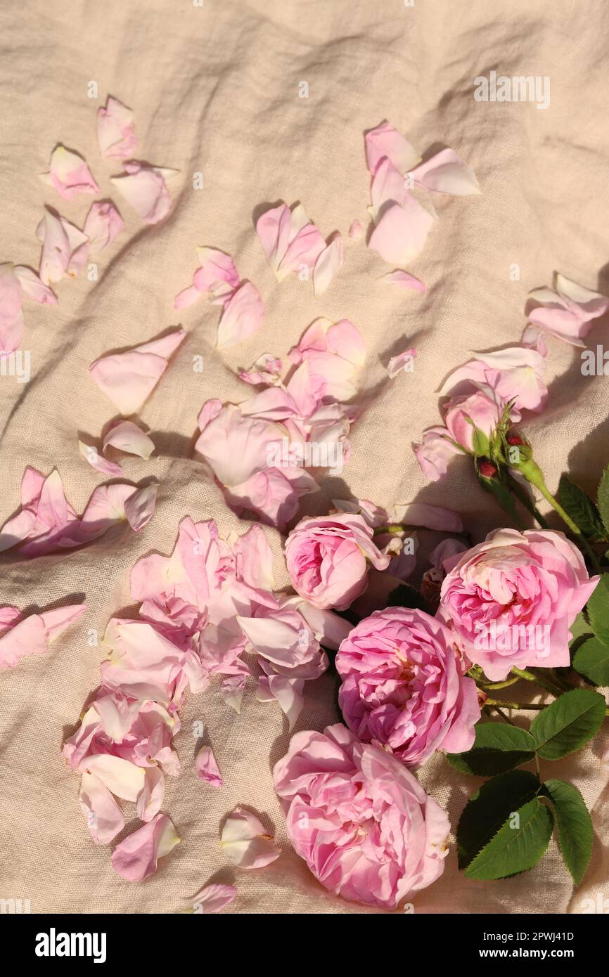 Beautiful tea roses and petals on beige fabric, above view Stock Photo ...
