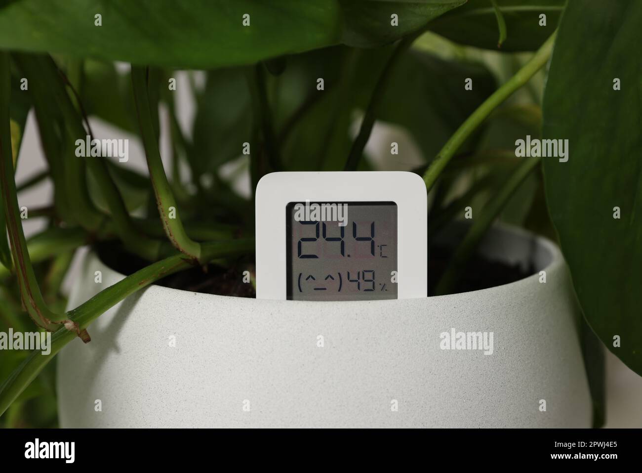 Digital hygrometer with thermometer and plant in flower pot, closeup
