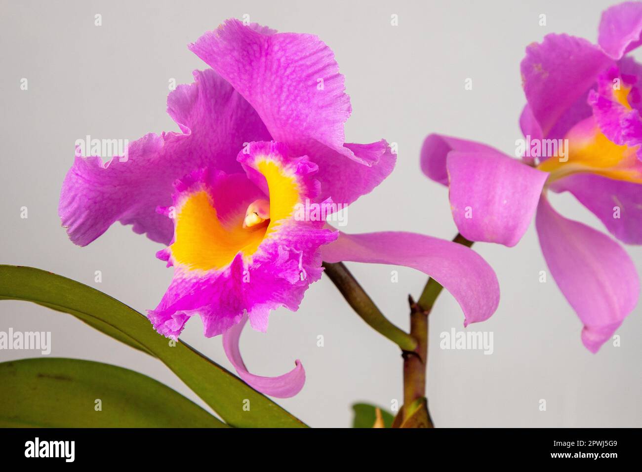 Orchid Cattleya Blc. Trium Phal Coronation Seto home flower. Large pink purple buds. Phalaenopsis rare of orchids labiata. White background. Big flowers pot garden cattleya orchidaceae family. Stock Photo