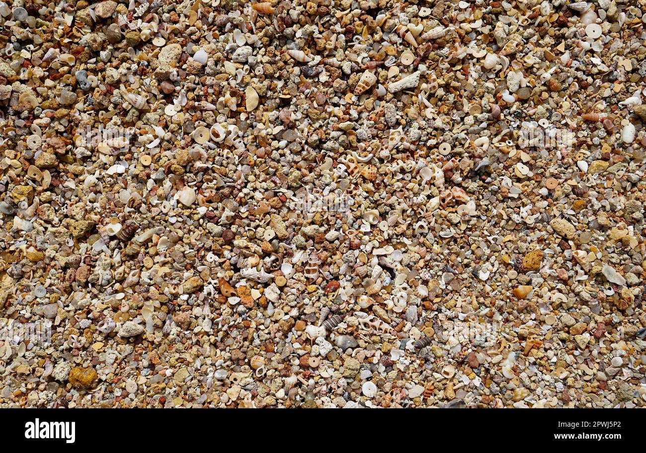 lots of small shells on the beach in Australia Stock Photo