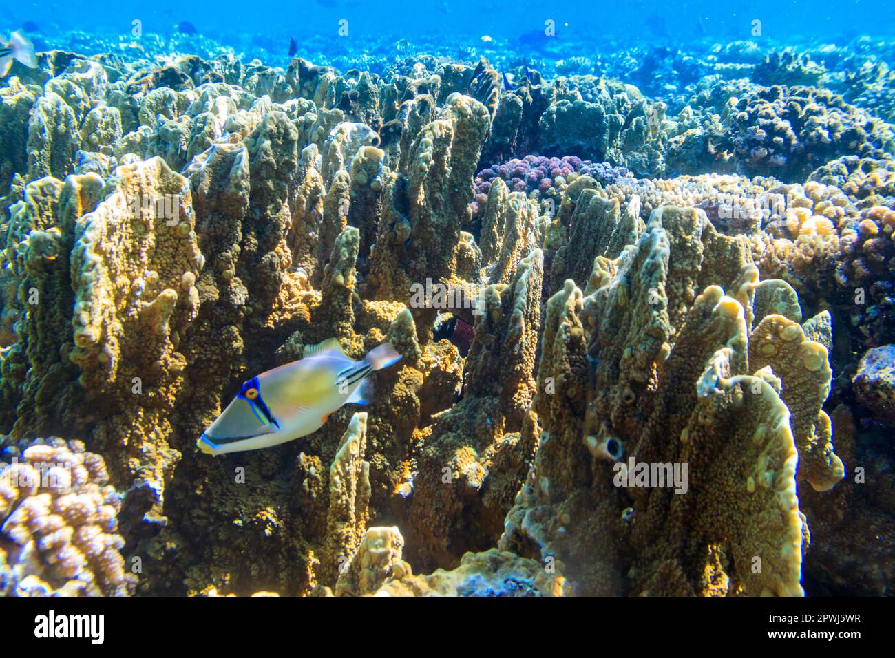 Picasso Triggerfish (Rhinecanthus assasi), also known as the Assasi triggerfish or Arabian picassofish on coral reef in the Red sea in Ras Mohammed na Stock Photo