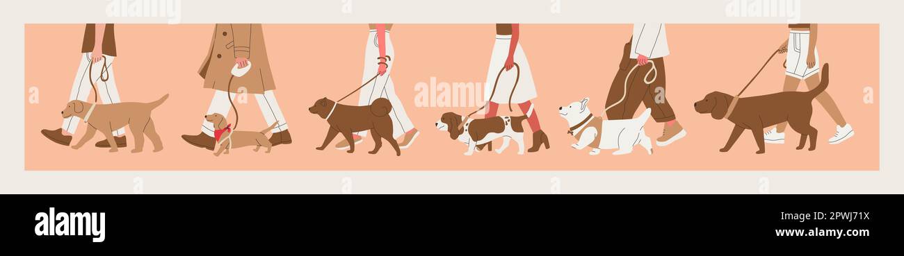 A man walks a dog on a leash. Various breeds of dogs for a walk. Dog show or dog walking in the city or in the park. Big set of vector multicolor Stock Vector