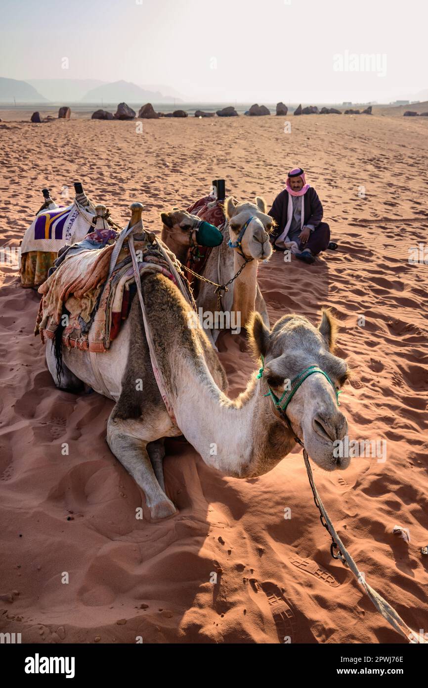 Middle East Desert Camel