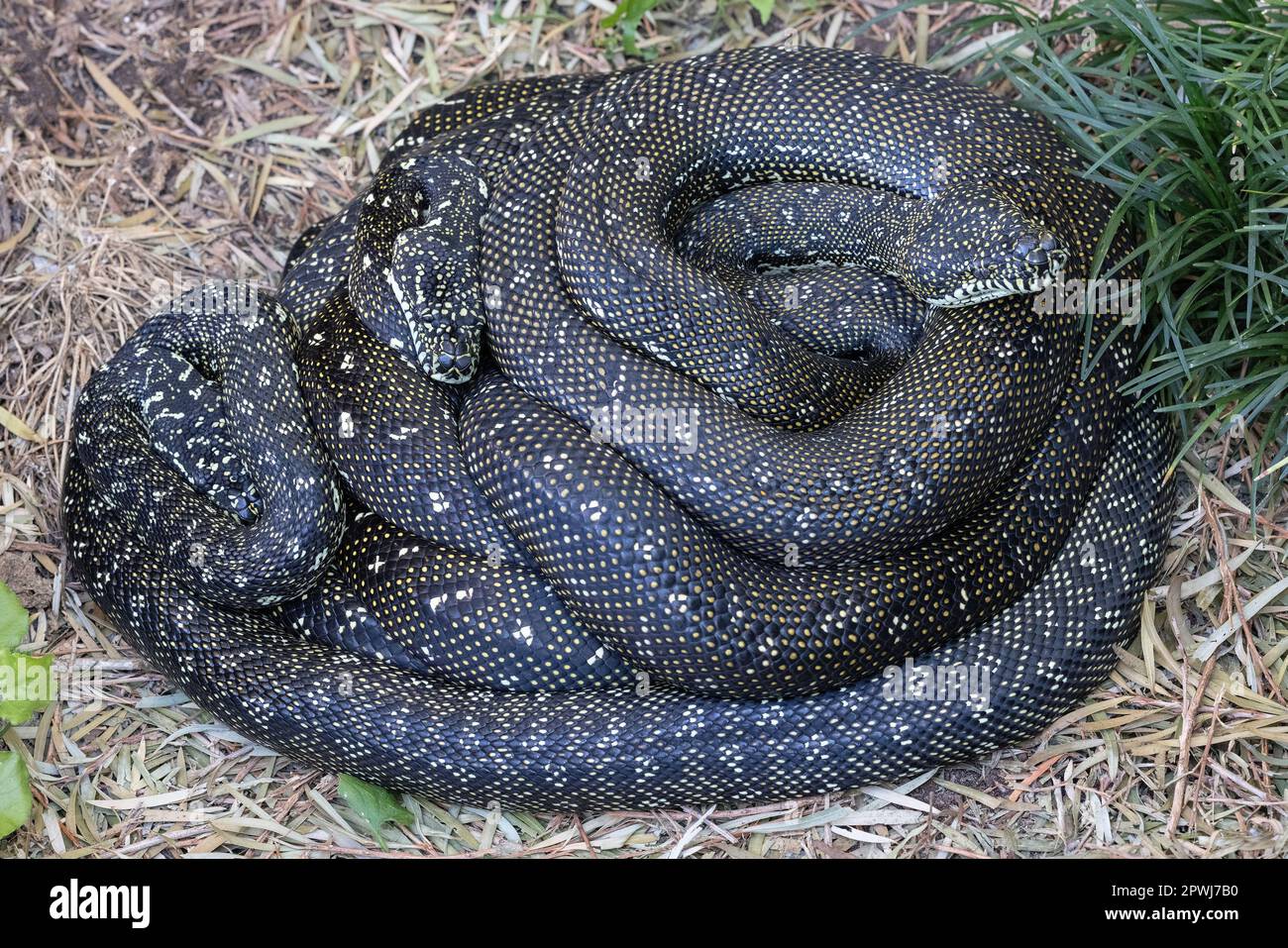 Australian Diamond Pythons curled in ball Stock Photo