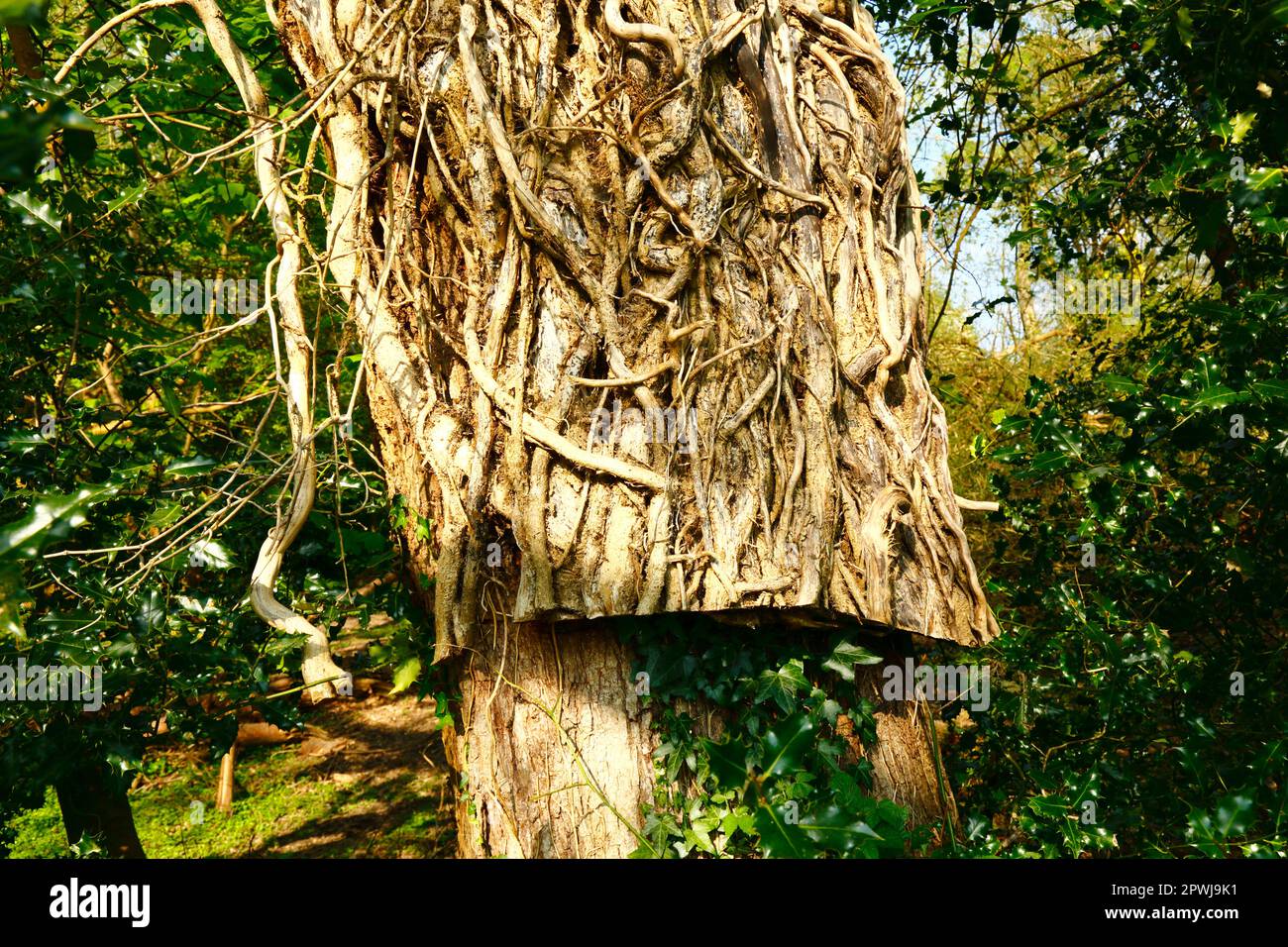 Dead ivy on trunk of oak tree after it has been cut, part of a woodland management project, Southborough Common, Kent. Stock Photo