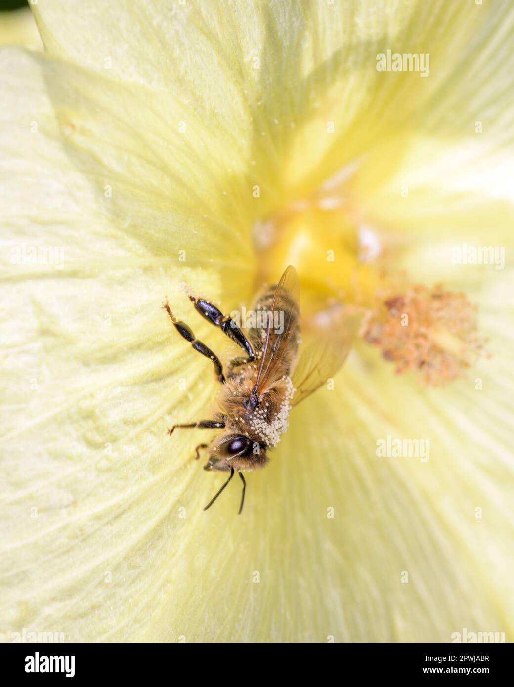 Bee - Apis mellifera - pollinates a blossom of the the Russian hollyhock - Alcea rugosa Stock Photo