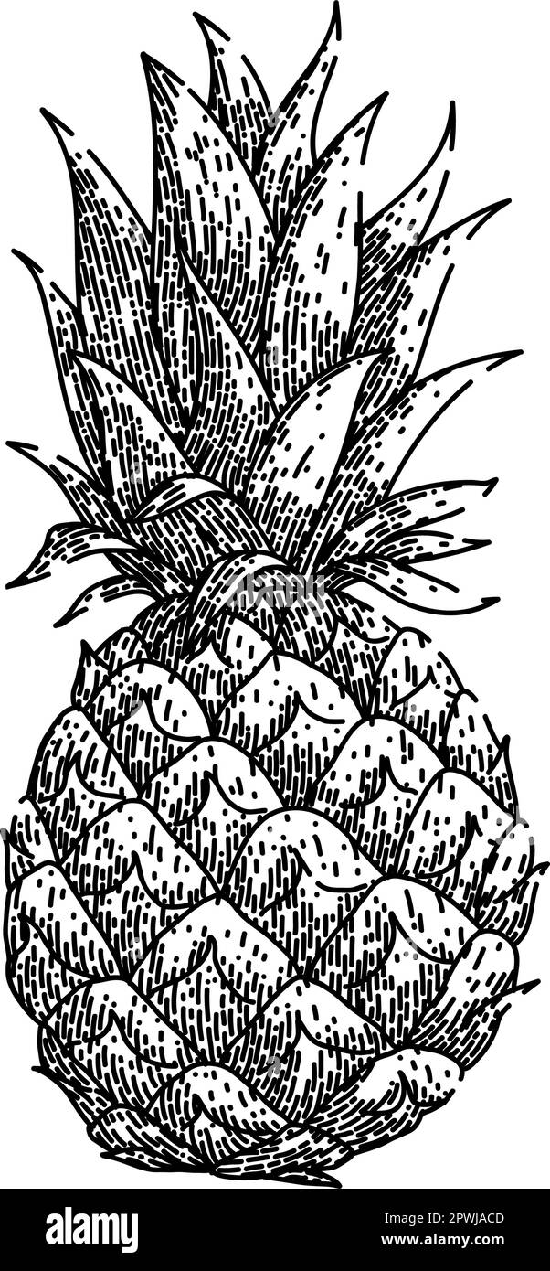 pineapple fruit hand drawn. leaf fresh, ripe ananas, cut sweet, vector piece, green tropical pineapple fruit vector sketch. isolated black illustratio Stock Vector