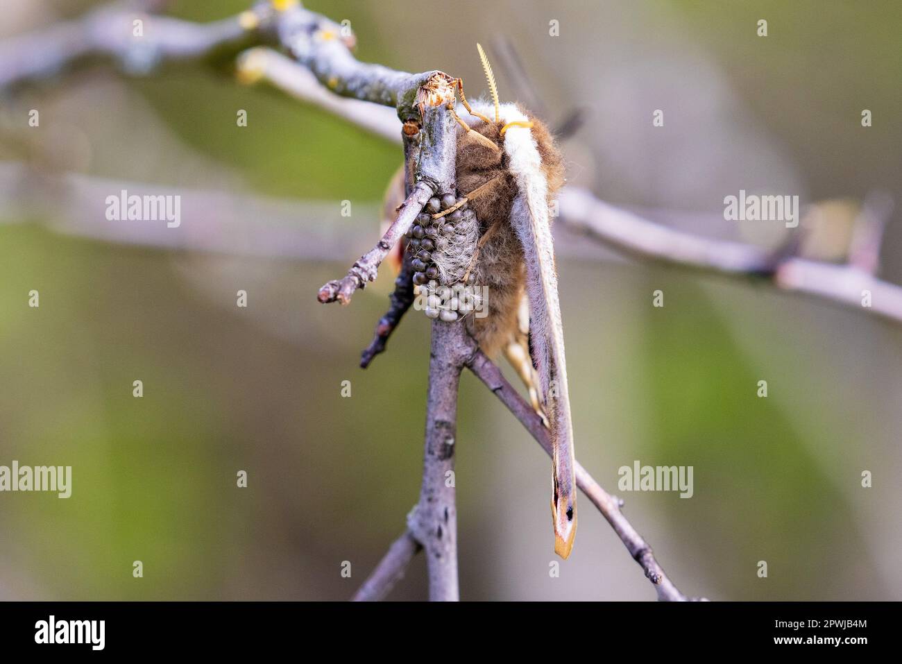 The close-up of Saturnia pavonia, the small emperor moth Stock Photo