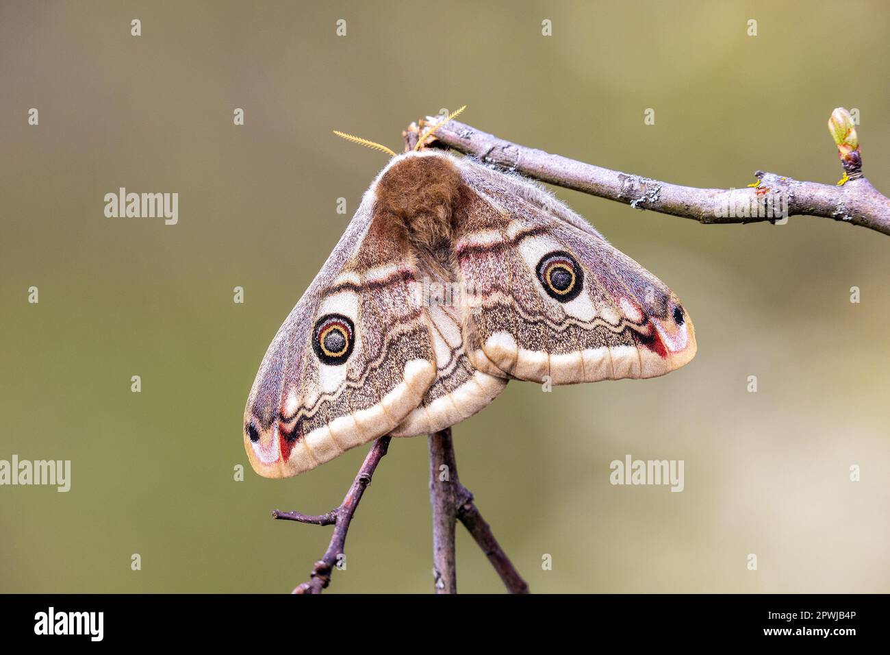 The close-up of Saturnia pavonia, the small emperor moth Stock Photo