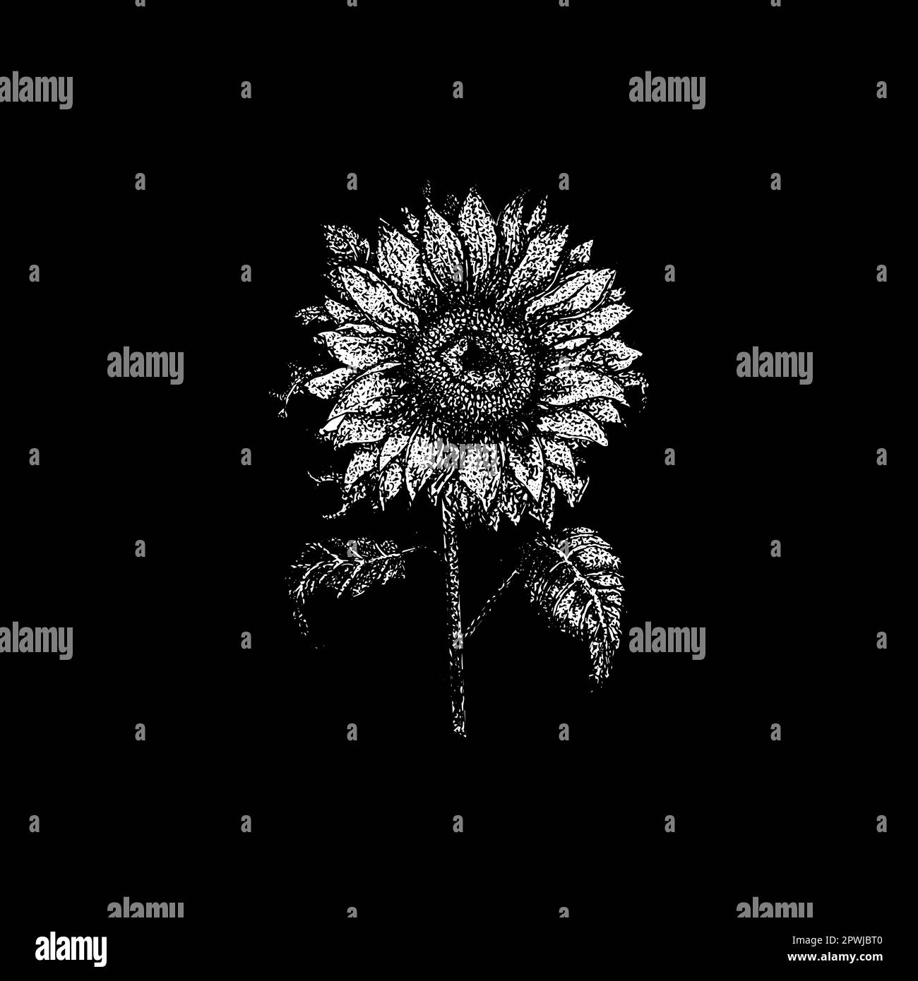 Ukrainian sunflower Black and White Stock Photos & Images - Alamy