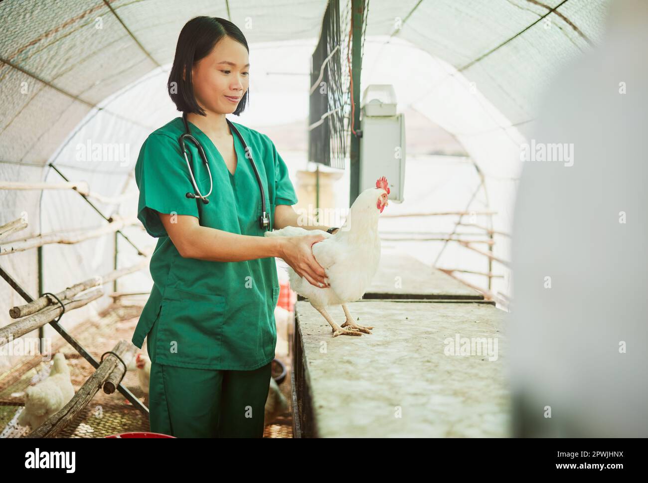 Woman, veterinary or chicken farm check in bird flu vaccine, growth hormone medicine or pet wellness insurance. Happy, healthcare worker or animal doc Stock Photo