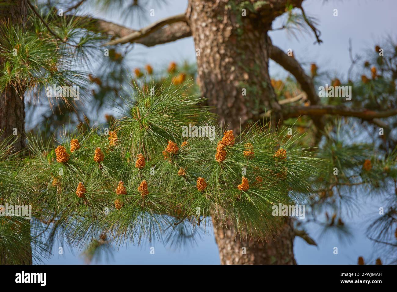 Chinese red pine tree growing outdoors in nature during spring on a clear summer day. Closeup of pinecones budding on a masson tree in spring. A large Stock Photo