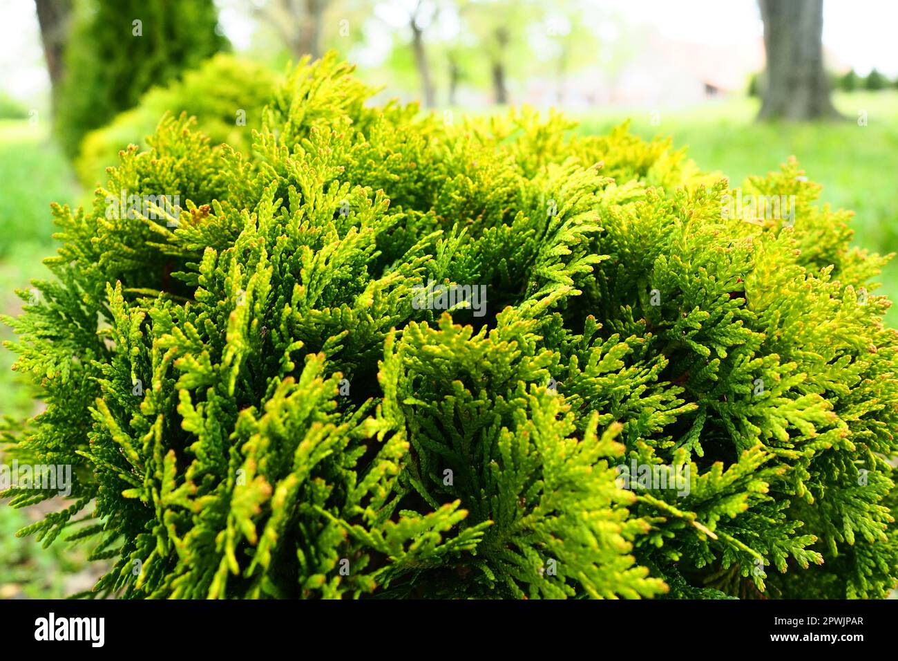 Sheared thuja on the lawn. Shaping the crown of thuja. Garden and park. Floriculture and horticulture. Landscaping of urban and rural areas. Yellow-gr Stock Photo
