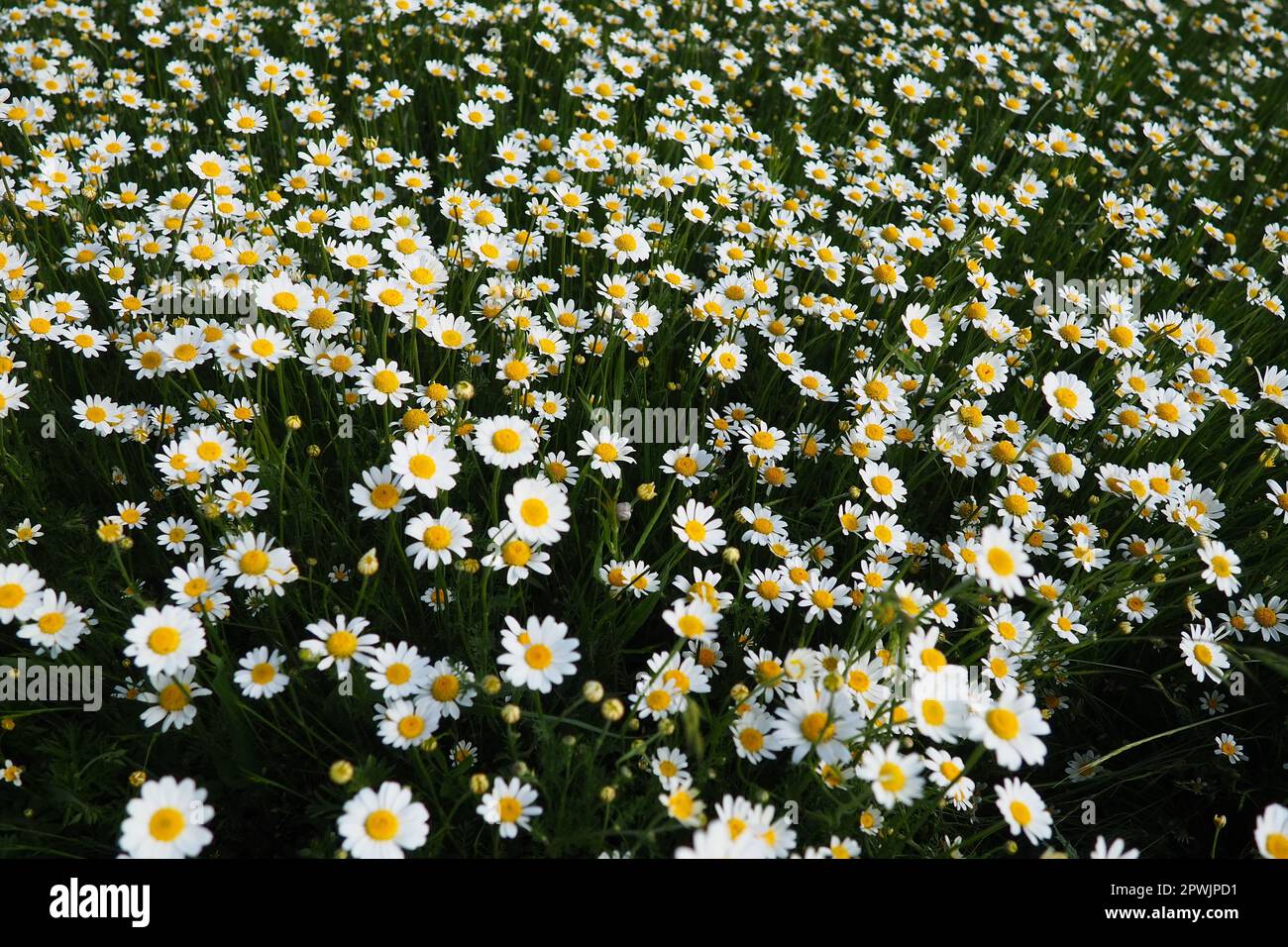 Daisies grow in the field. Matricaria chamomilla as a medicinal