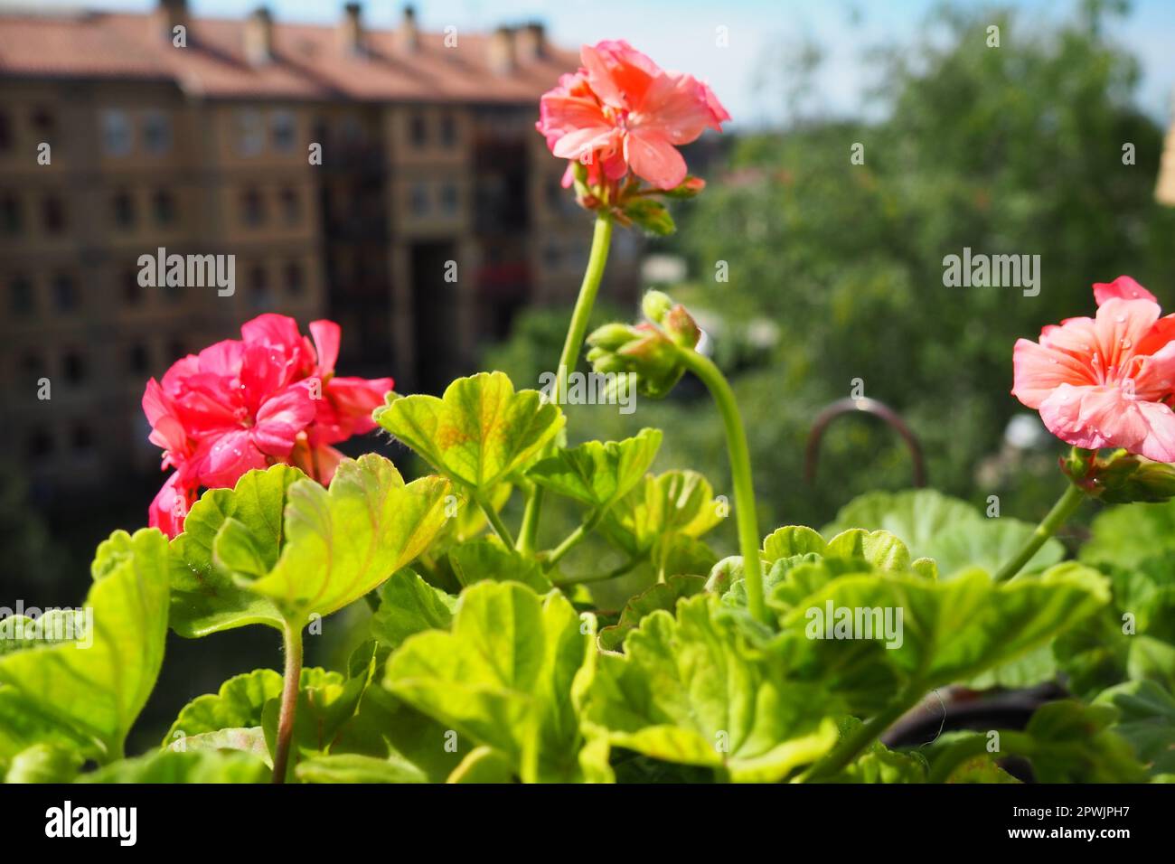 pink zonal geraniums on the windowsill. Pelargonium peltatum is a species of pelargonium known by the common names Pelargonium grandiflorum. Cranesbil Stock Photo