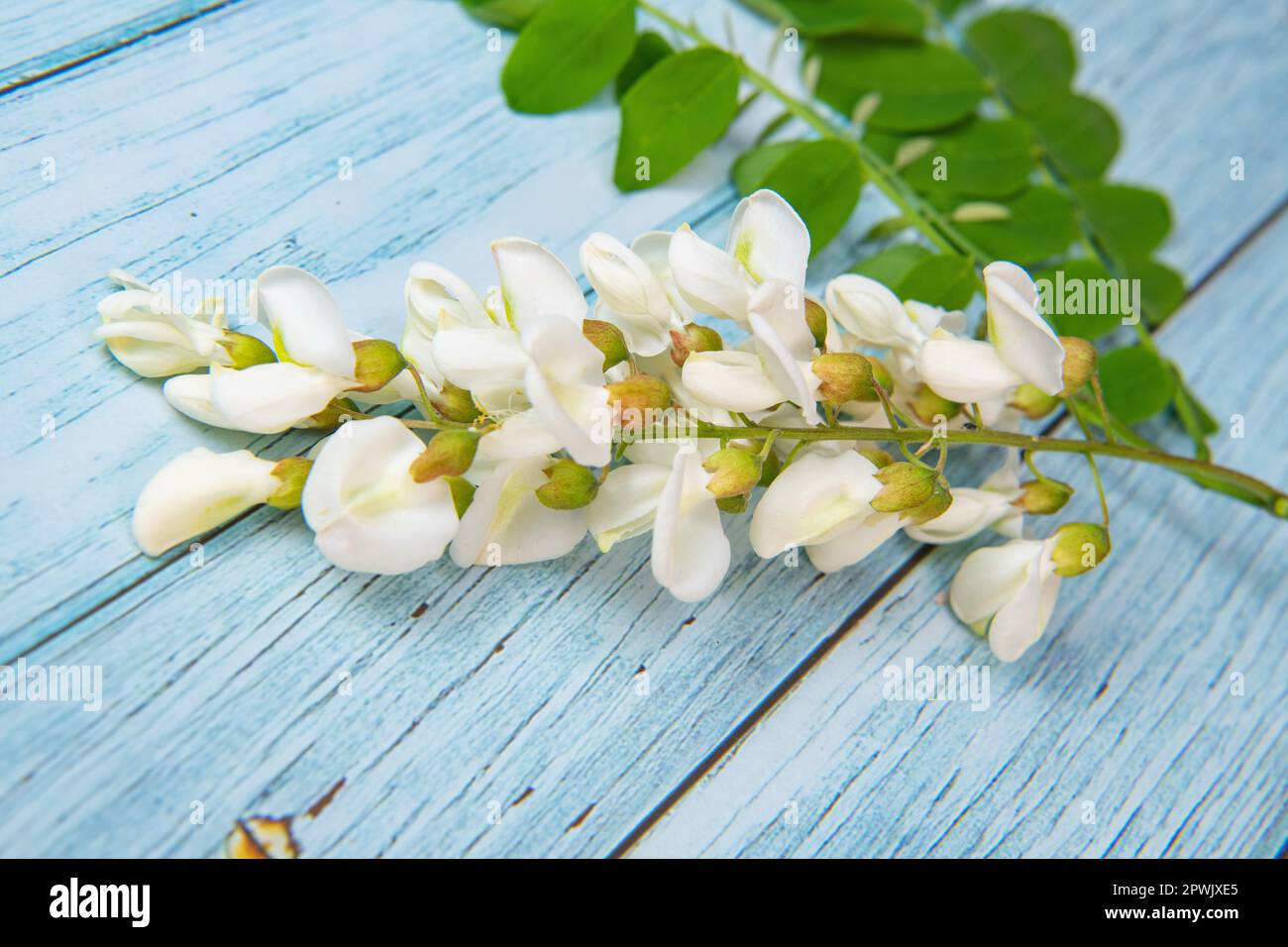 Blossoming acacia with leafs isolated on blue background, Acacia flowers, Robinia pseudoacacia, White acacia Stock Photo