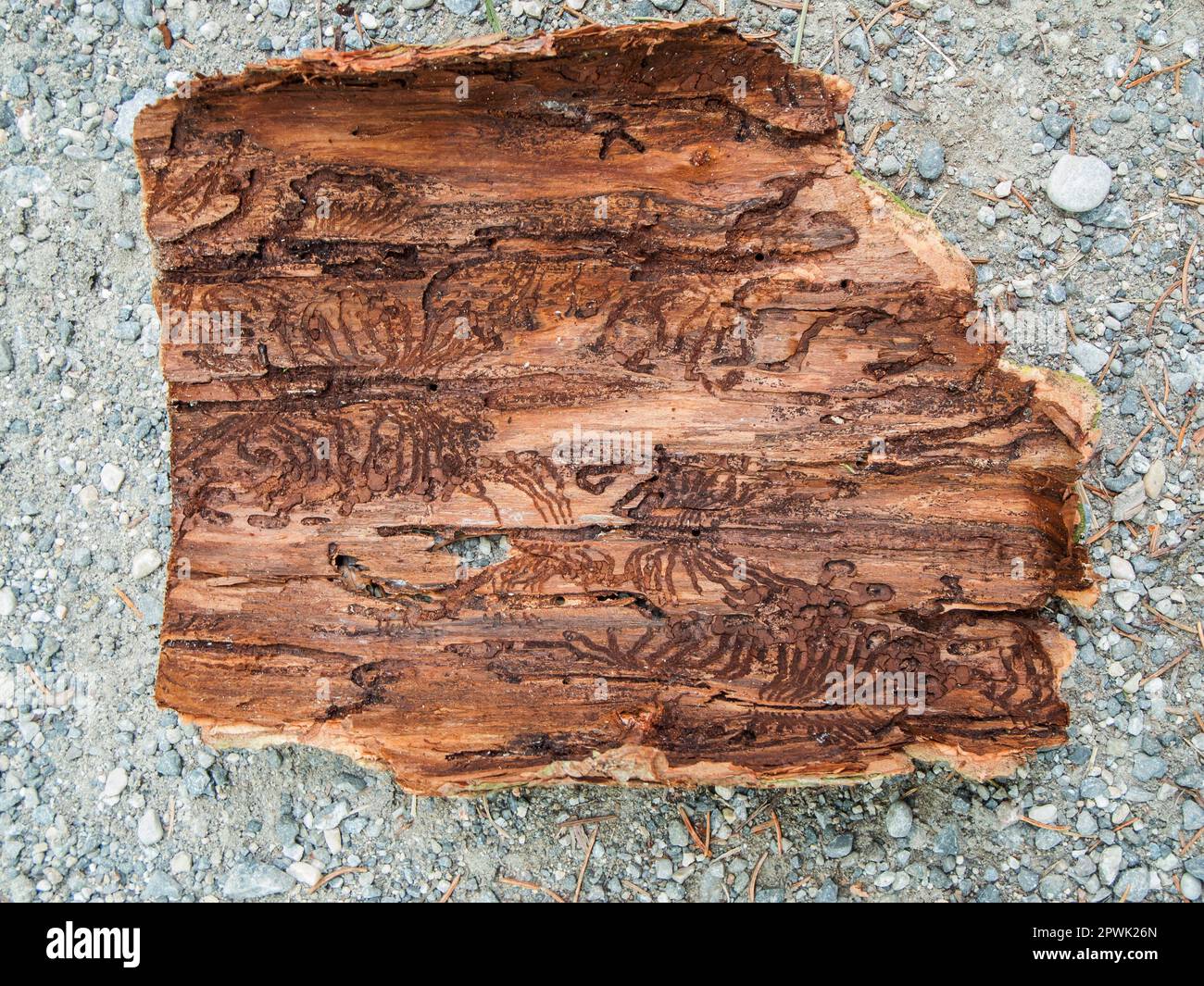 Close-up view of the inside of a piece of tree bark with bark beetle feeding marks on fine gravel subsoil in top view. Stock Photo