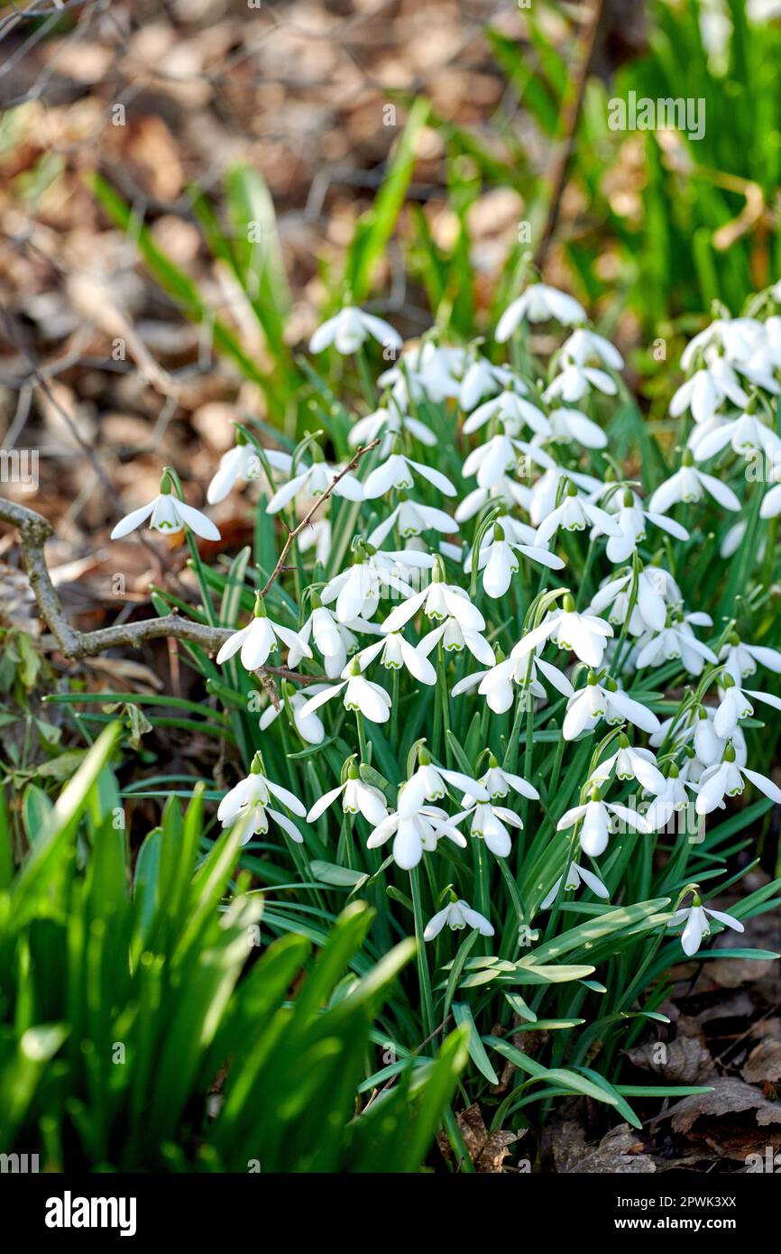 White snowdrop or galanthus flowers growing in garden or nature enviroment. Bulbous, perennial and herbaceous flowering plant from the amaryllidaceae Stock Photo