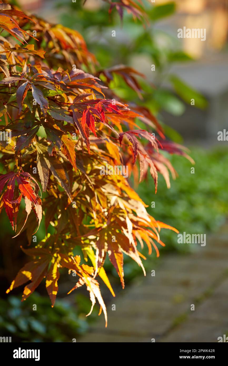 Colorful red and brown leaves from a tree or bush growing in a garden. Closeup of acer palmatum or japanese maple from the soapberry species of plants Stock Photo