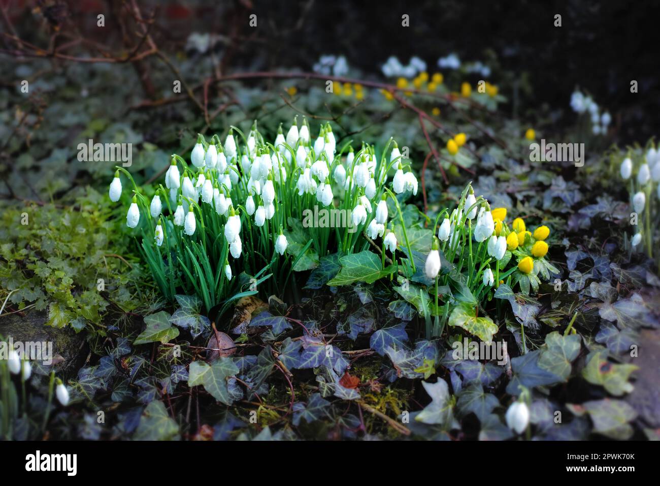 Common snowdrop - Galanthus nivalis. Stock Photo