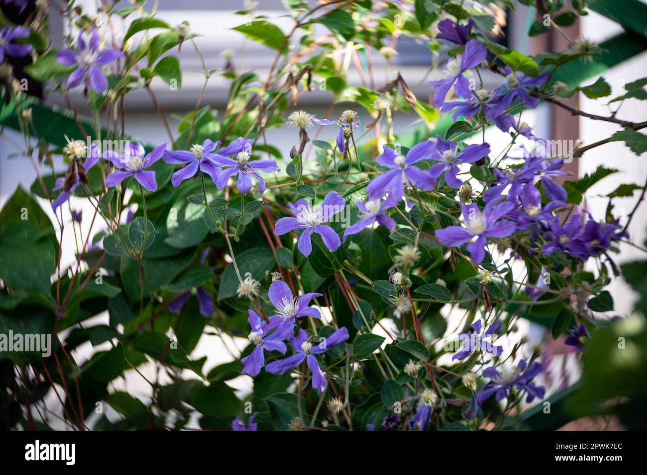 Flowers of Clematis viticella. Art lens. Swirl bokeh. Focus on the center. Stock Photo