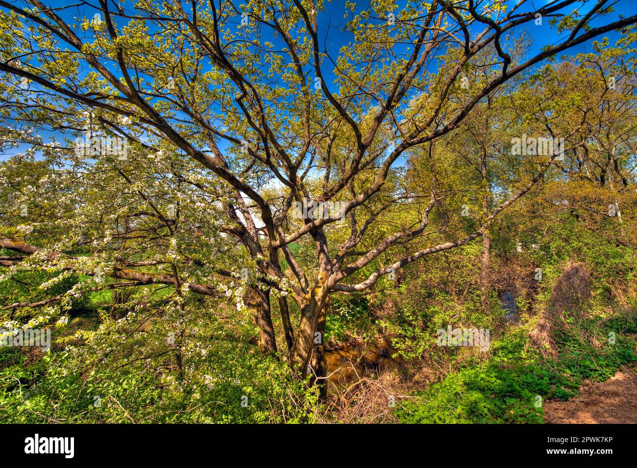 A flowering deciduous tree in spring with thicket and undergrowth under a blue sky with fine weather Stock Photo