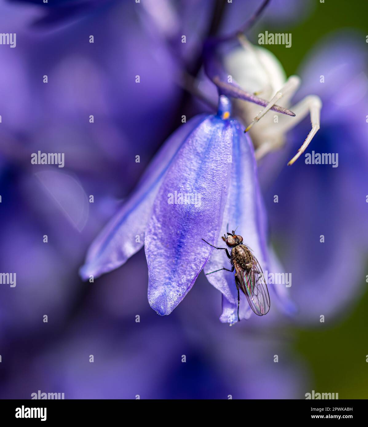 This root maggot fly (Botanophila fugax) knew that danger lurked in the bluebells of Chiswirck House Gardens. Stock Photo