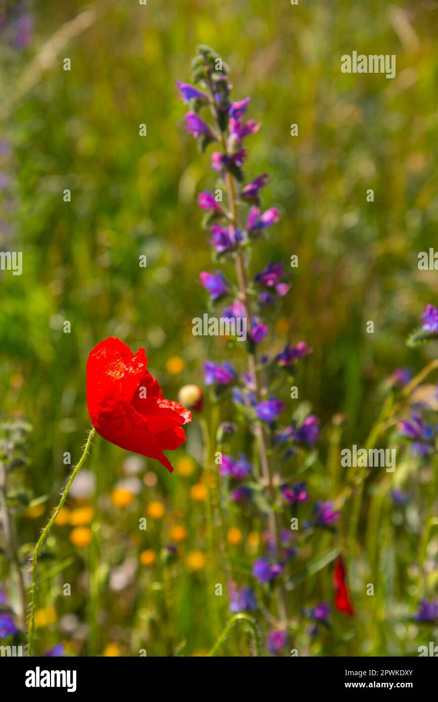 Wild vertical botany hi-res stock photography and images - Alamy