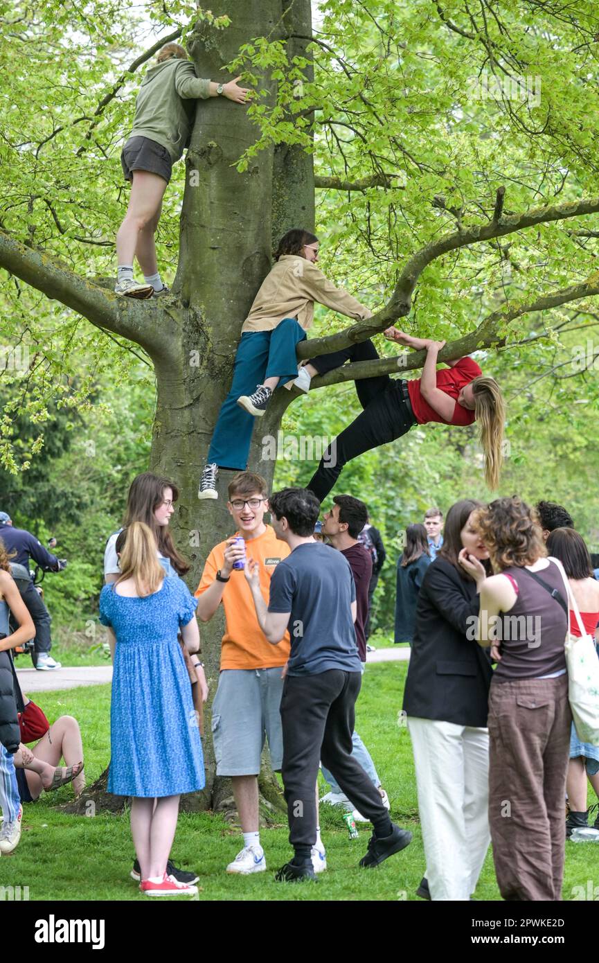 Jesus Green, Cambridge, 30th April 2023 - A student hangs from a tree as others help her up to the branch after hordes of Cambridge University students flocked to a park on Sunday afternoon in the Bank Holiday sunshine for the annual 'Caesarian Sunday' drinking party. Undergraduates from the prestigious institution frolicked through the afternoon in fancy dress taking part in drinking games on Jesus Green. The tradition, also known as ‘C-Sunday' attracts thousands of students just before they take part in exams. Police were present to keep the academics in check. Credit: Ben Formby/Alamy Liv Stock Photo