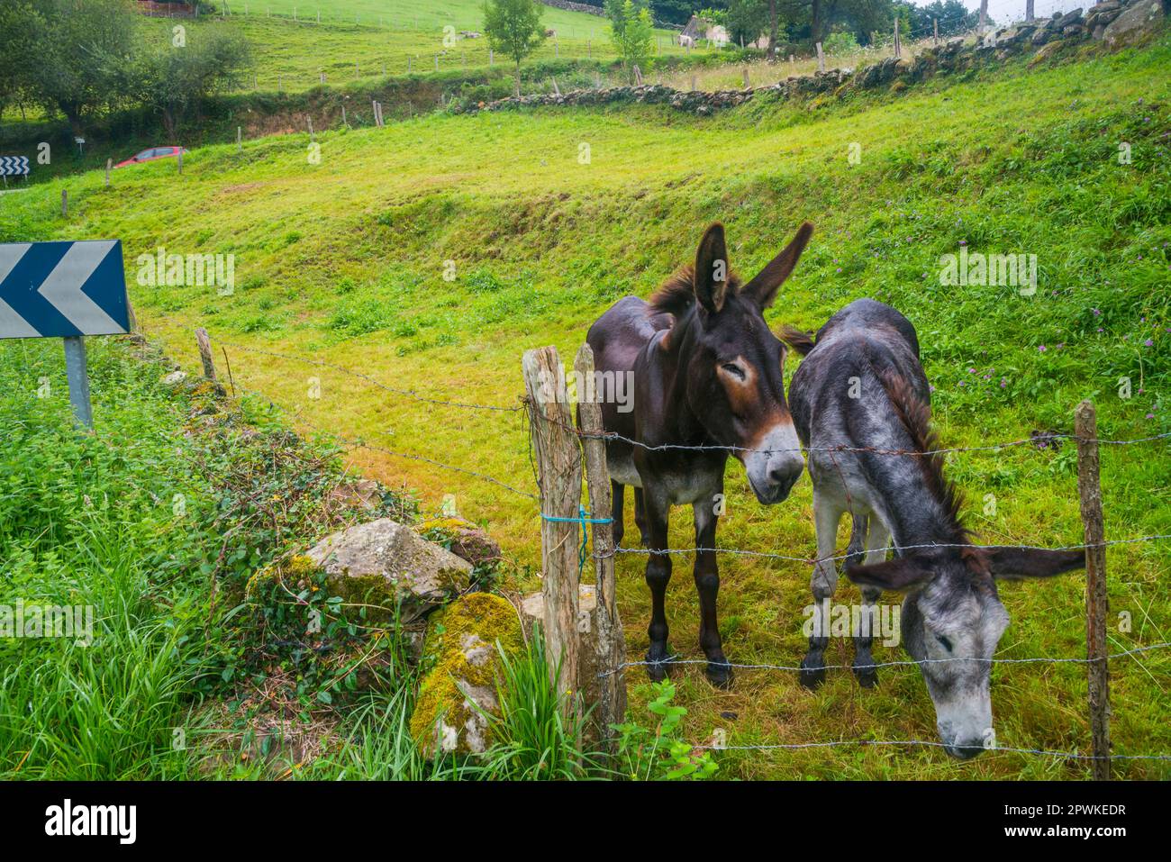 Two donkeys in a field. Stock Photo