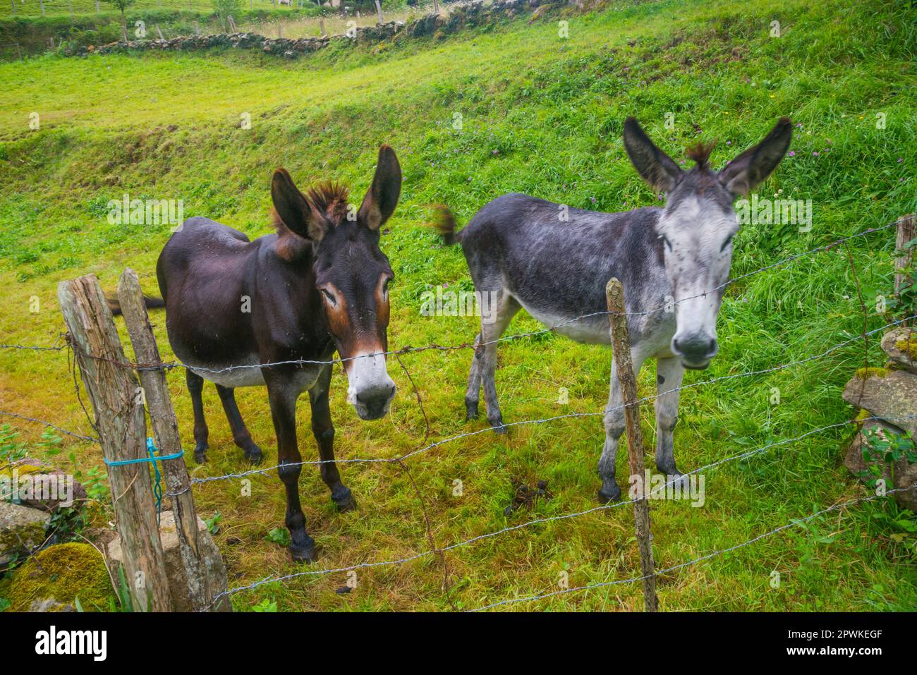 Two donkeys in a field. Stock Photo