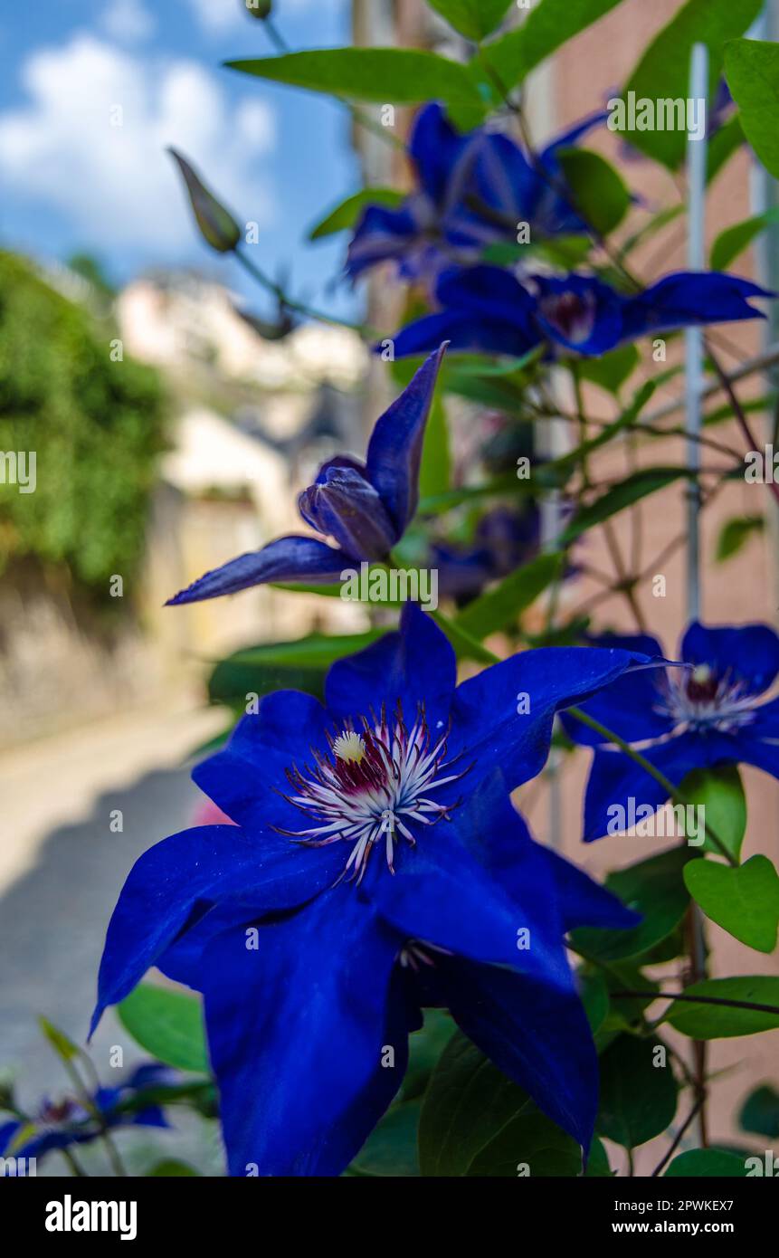 Natural background of purple flowers in blossom Stock Photo - Alamy