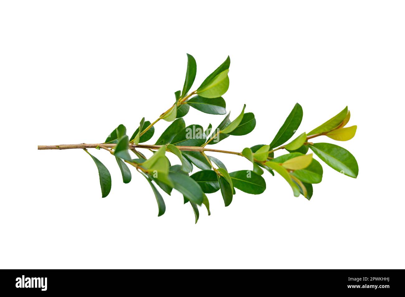 leaf vine isolates on a white background Stock Photo