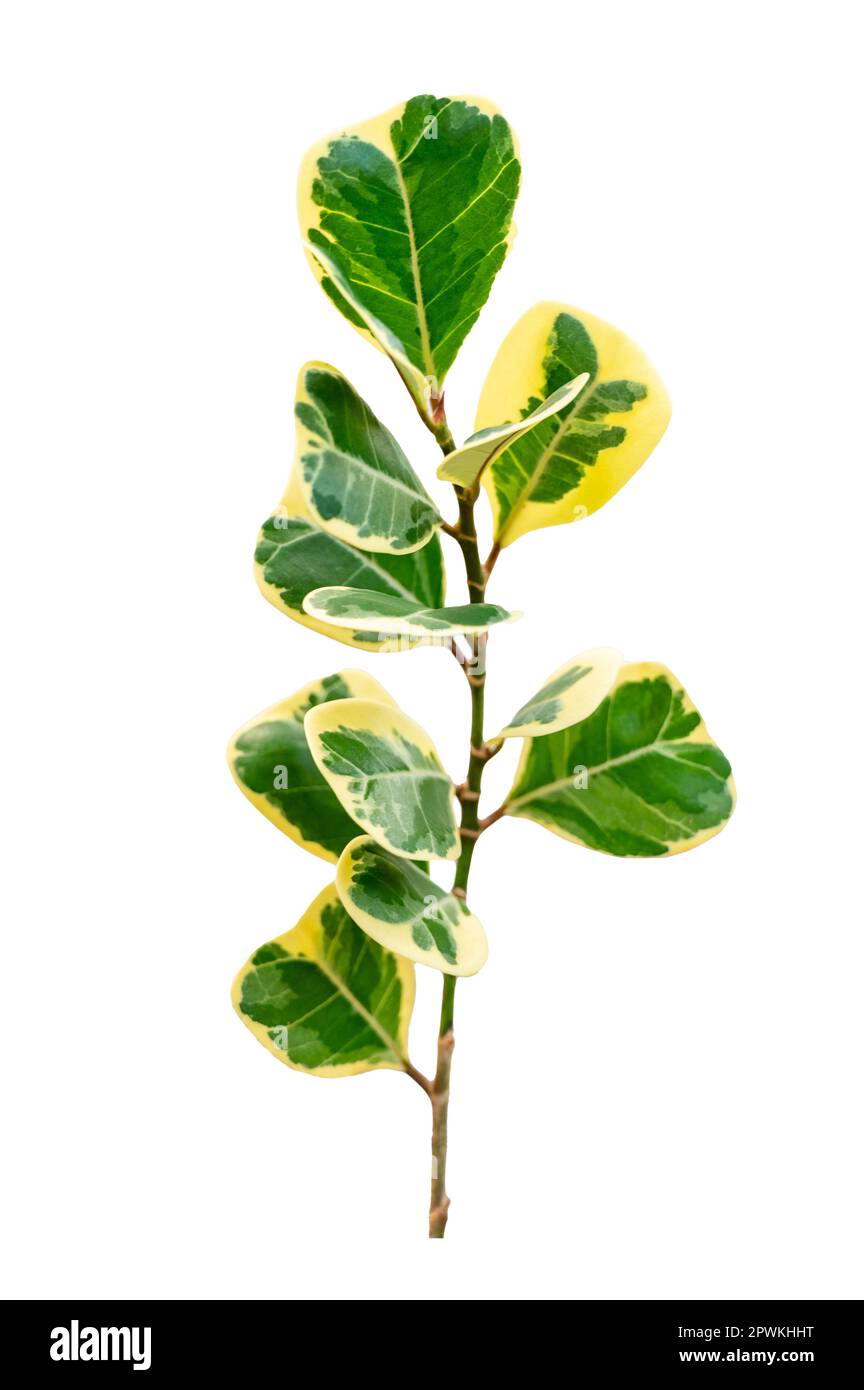 leaf vine isolates on a white background Stock Photo