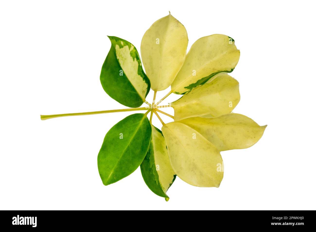 leaf vine isolates on a white background Stock Photo