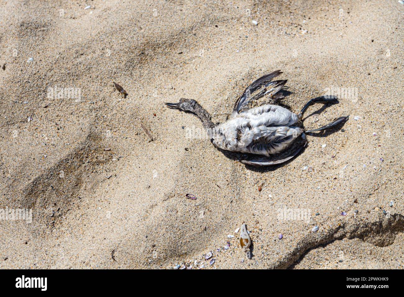 Dead bird on dry sand. Environment and climate changes concept. Dead bird on the seashore, close up. Dying animals in industrial wastes. Dirty rivers and oceans with oil. Ecological disaster. Stock Photo