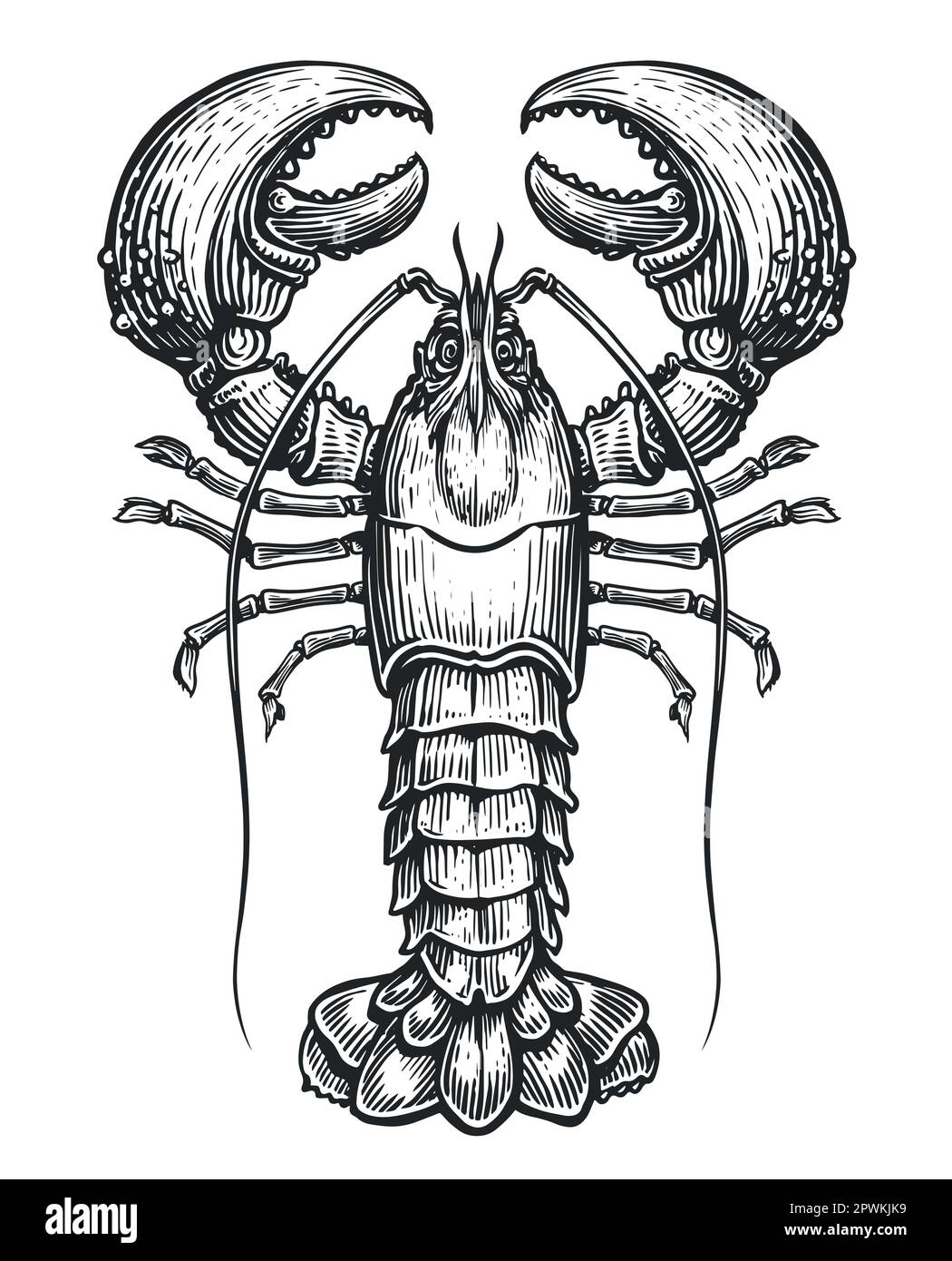 American lobster, seafood vector. Crustacean aquatic animal in vintage