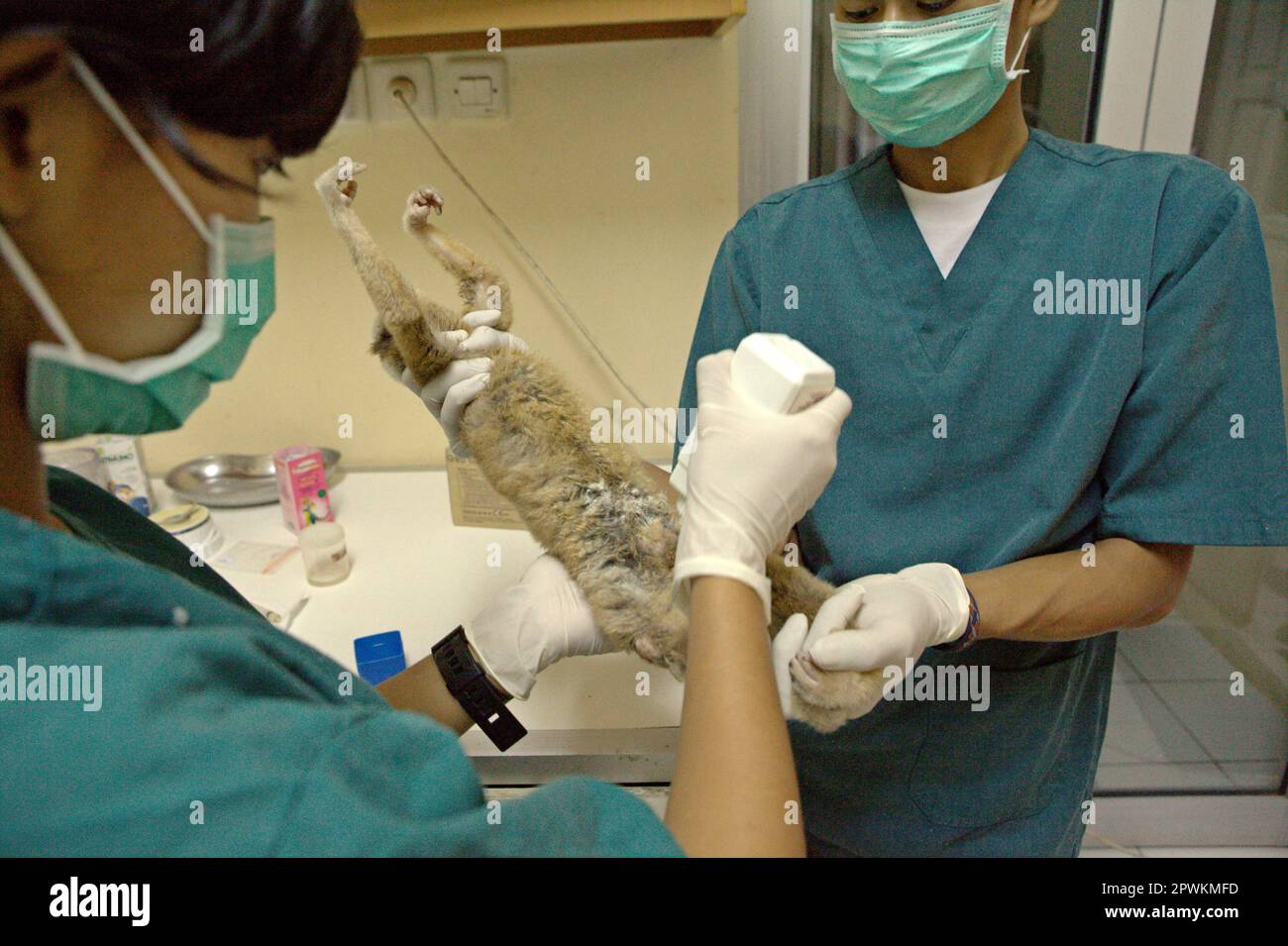 A team of veterinarians led by Sharmini Julita Paramasivam is giving a