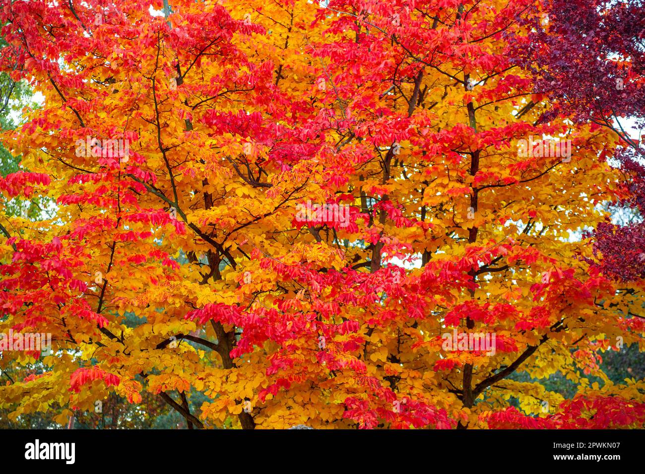 The canopy of the crown of a deciduous tree shining yellow and red in the dim light in autumn
