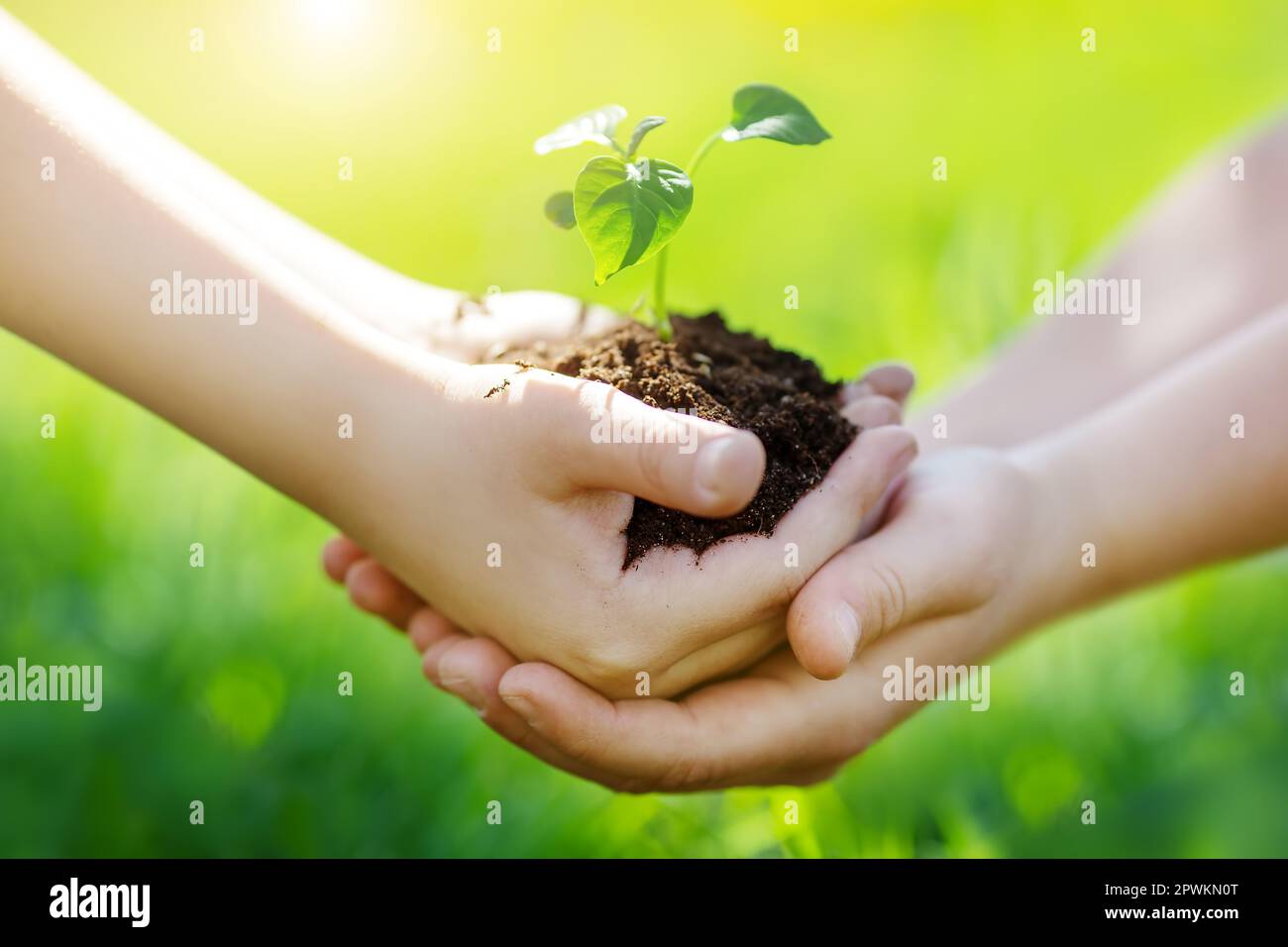 One child giving to another young sprout of a plant from hands to hands. Concept of a new life