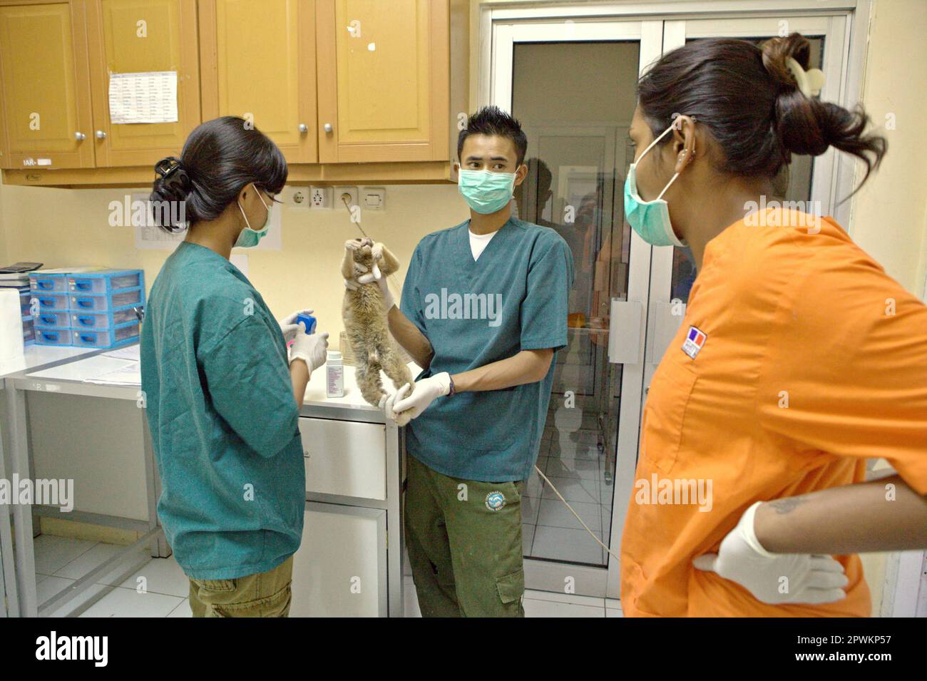 Slow loris veterinary hires stock photography and images Alamy