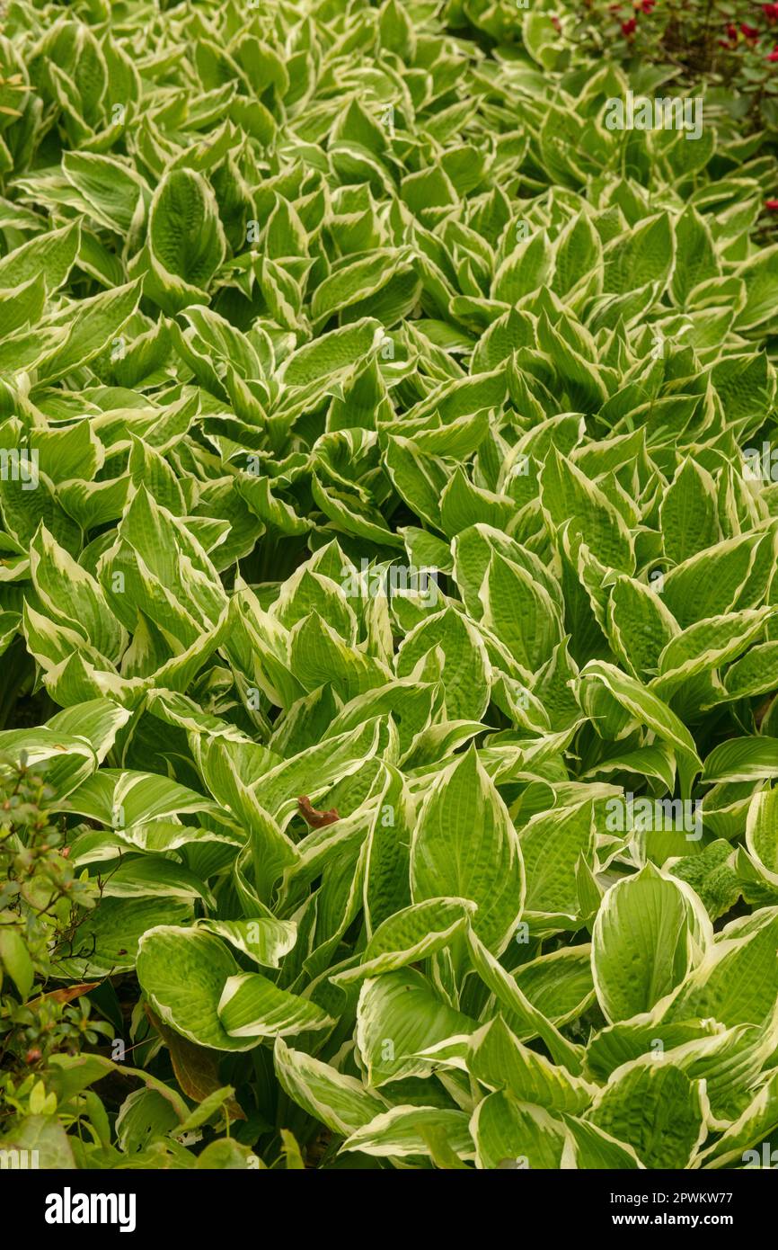 Naturally patterned Hosta Fortunei – Albomarginata, in spring Stock