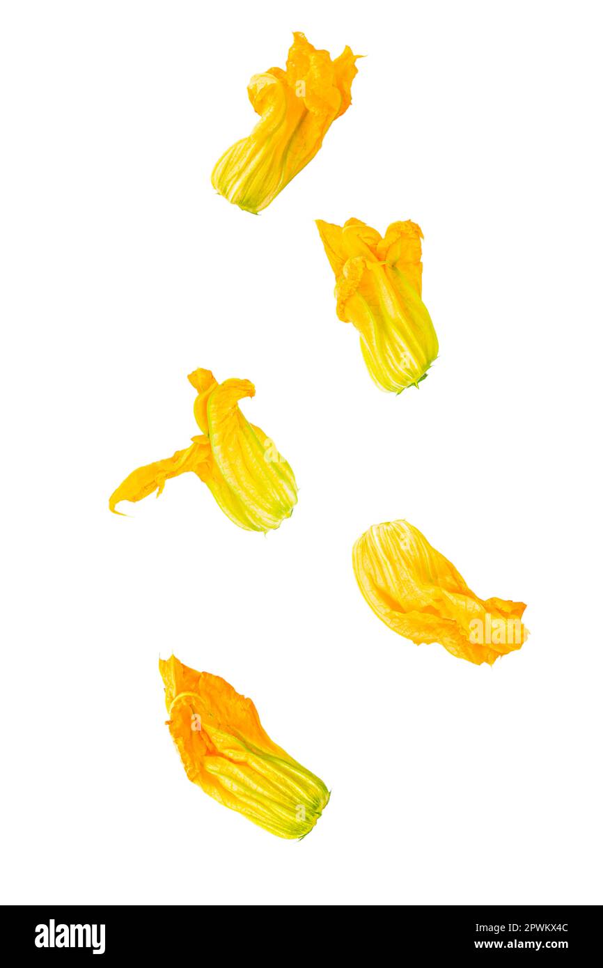 Isolated flying vegetables. Five courgette flowers falling on white