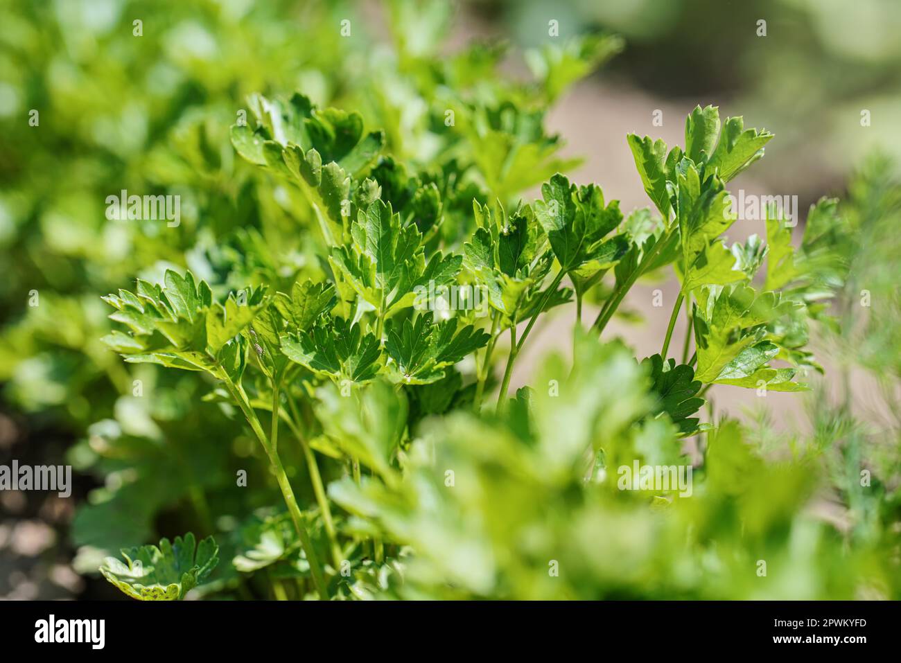 Sun shines to young parsley leaves growing in garden Stock Photo Alamy