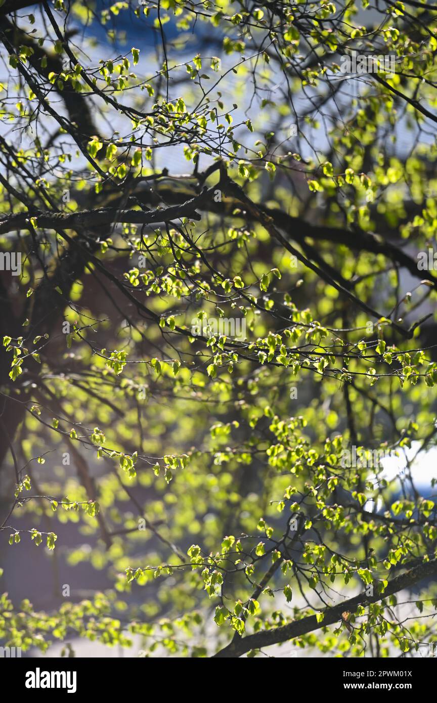Fresh young green leaves on a branch in the spring forest. Spring, spring awakening of nature. Stock Photo