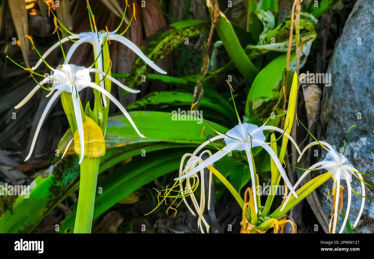 Hymenocallis caribaea caribbean spider-lily unique style white flower on blue green nature background in Tulum Quintana Roo Mexico. Stock Photo
