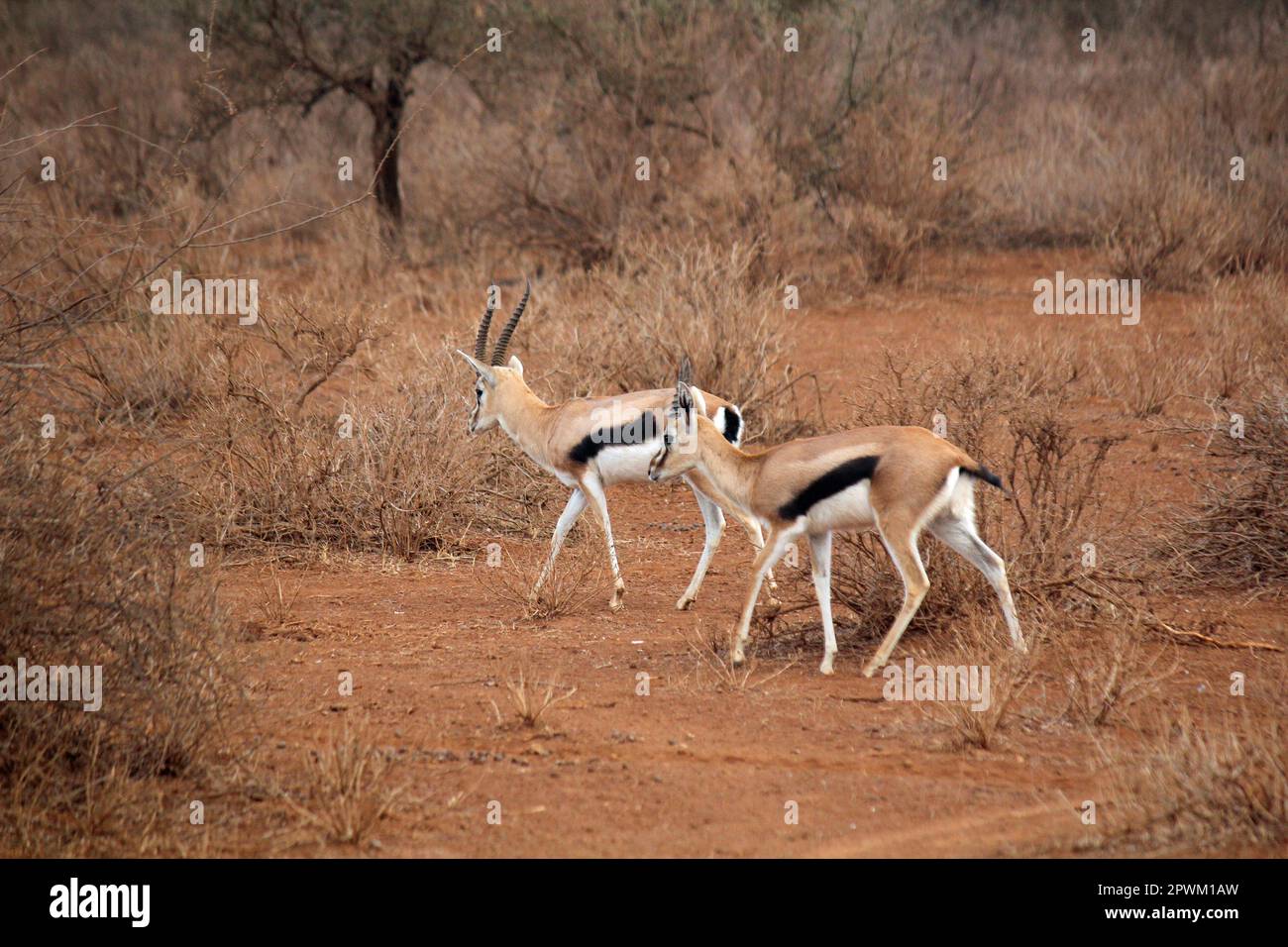 Life gazelle prey hi-res stock photography and images - Alamy