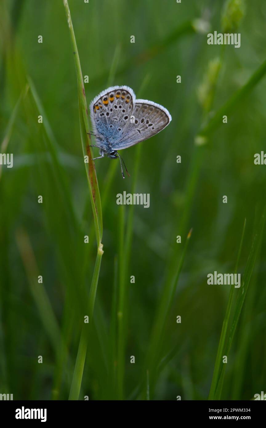 Common Blue butterfly on nature on a plant, tiny butterfly closed wings ...