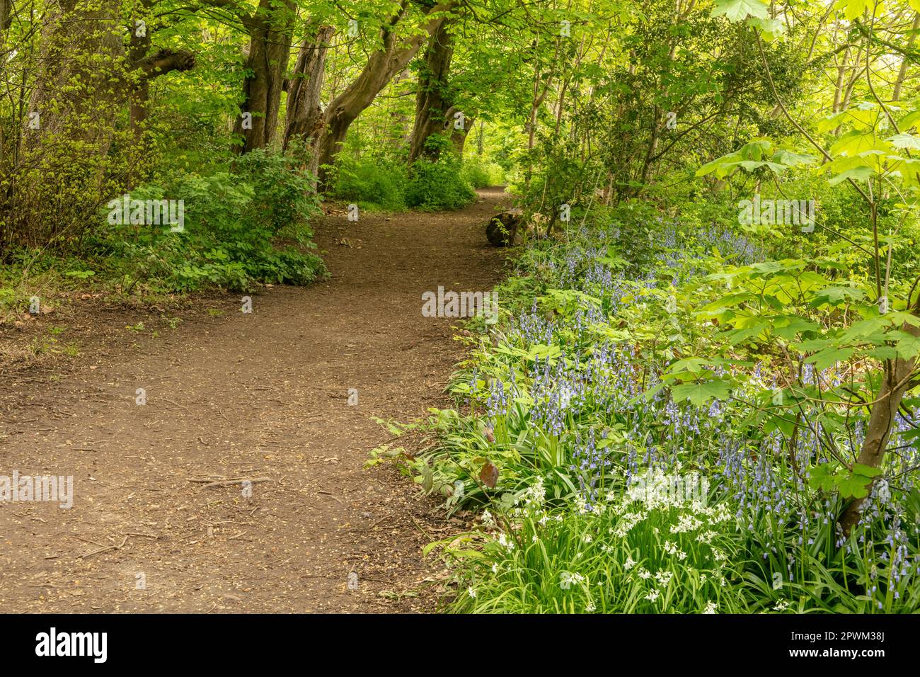 Intimate landscape of day walk path along the River Wandle, South ...